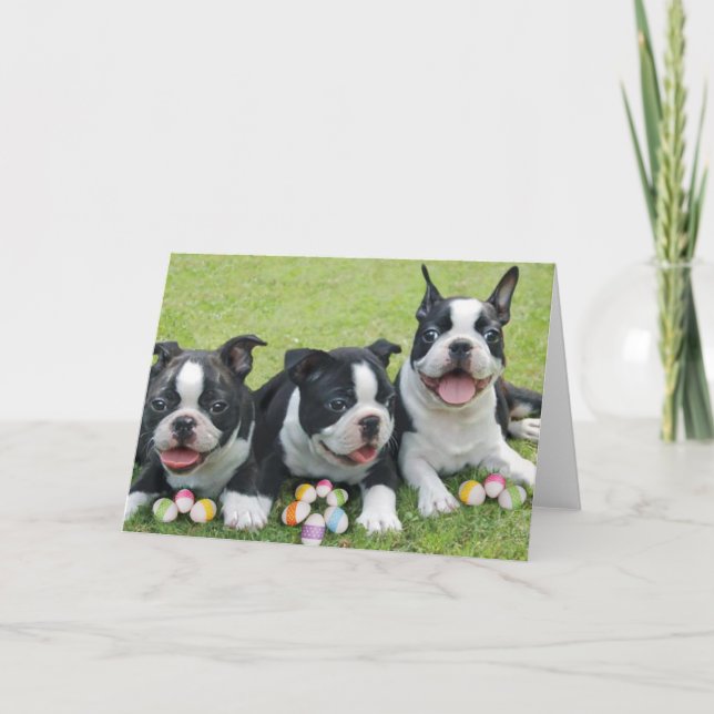 Cartes Pour Fêtes Annuelles terriers à boston de Pâques (Devant)