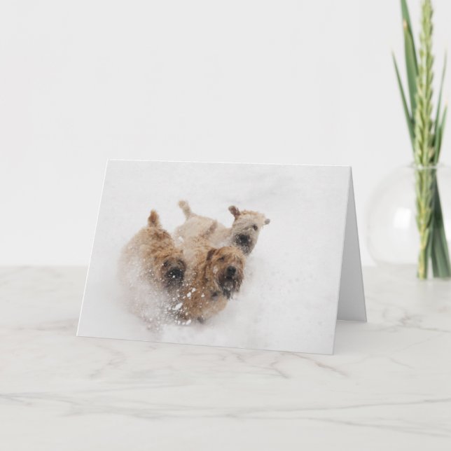 Cartes Pour Fêtes Annuelles Terriers blonds comme les blés fonctionnant dans (Devant)