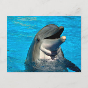 Cartes Pour Fêtes Annuelles Tête de dauphin à bec