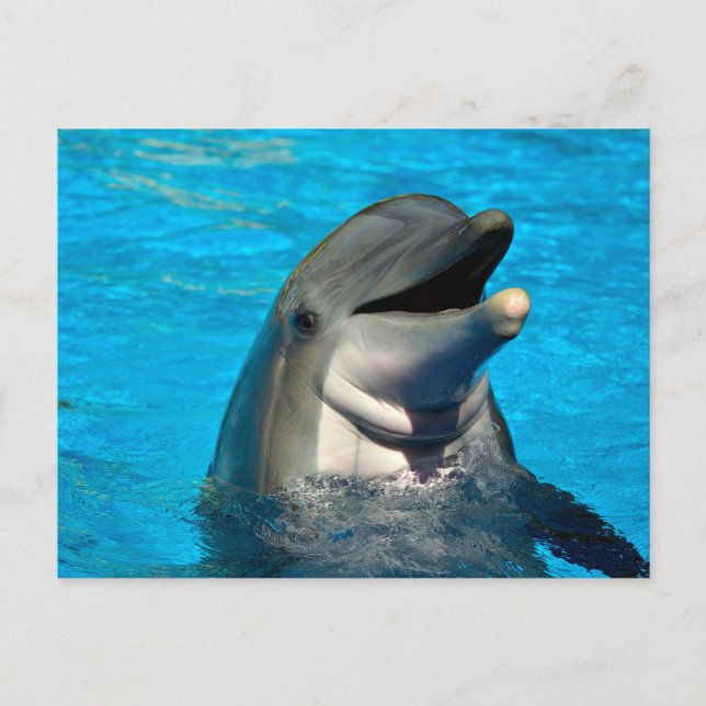 Cartes Pour Fêtes Annuelles Tête de dauphin à bec (Devant)