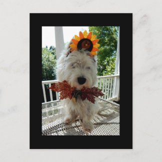 Cartes Pour Fêtes Annuelles Thanksgiving Turquie Bowtie de Westie