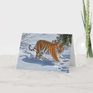 Cartes Pour Fêtes Annuelles Tigre En Vacances De Neige Profonde