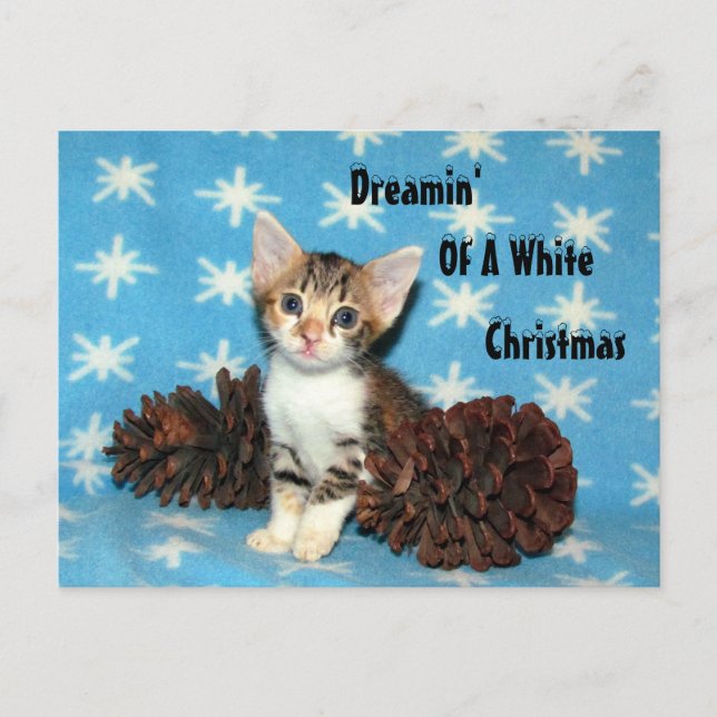 Cartes Pour Fêtes Annuelles Tippy's Christmas PostCard - Chat / Kitten (Devant)