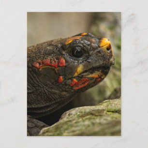Cartes Pour Fêtes Annuelles Tortue à pied rouge