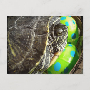 Cartes Pour Fêtes Annuelles Tortue de Pâques