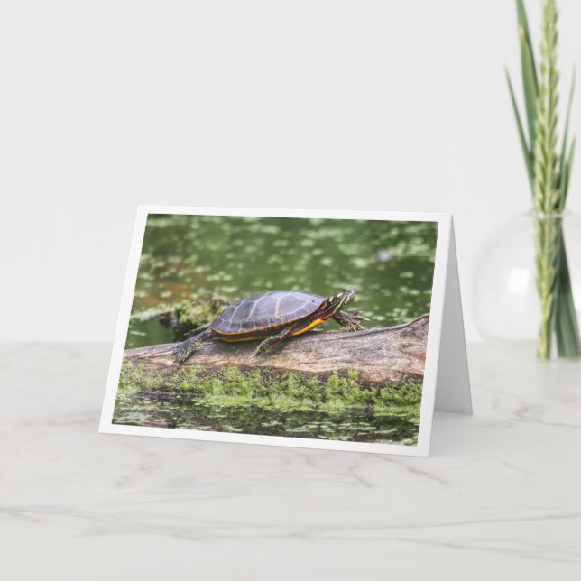 Cartes Pour Fêtes Annuelles Tortue peinte orientale (Devant)