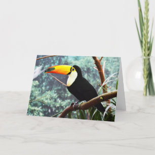 Cartes Pour Fêtes Annuelles Toucan