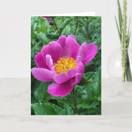 Cartes Pour Fêtes Annuelles Tree Peony Blank Note Card