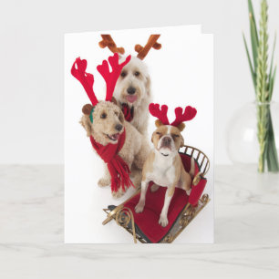 Cartes Pour Fêtes Annuelles Trois chiots se reposant au temps de Noël