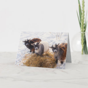 Cartes Pour Fêtes Annuelles Trois petites chèvres, dans la neige à côté du foi