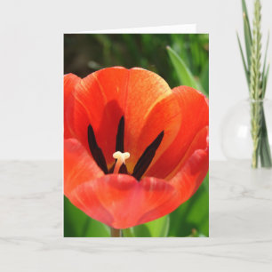 Cartes Pour Fêtes Annuelles Tulip Pâques