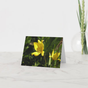 Cartes Pour Fêtes Annuelles Tulipe florentine (Tulipa sylvestris)