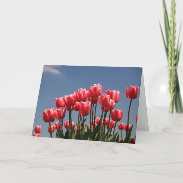 Cartes Pour Fêtes Annuelles tulipes roses et ciel bleu (Devant)