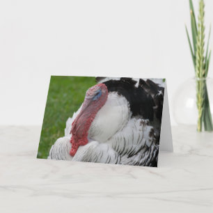 Cartes Pour Fêtes Annuelles Turquie dominée