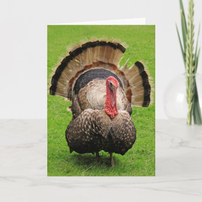 Cartes Pour Fêtes Annuelles Turquie Thankesgiving Sdom (Devant)