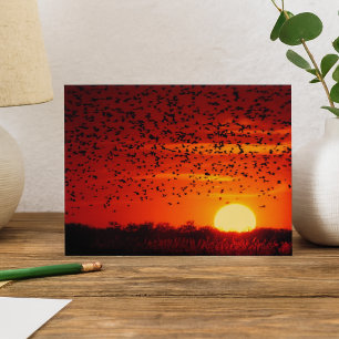 Cartes Pour Fêtes Annuelles Twilight Soar of Blackbirds at Quivira Postcard