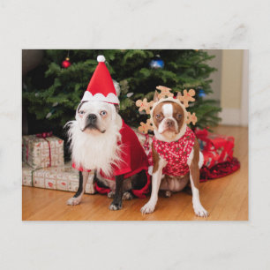 Cartes Pour Fêtes Annuelles Two boston terriers in Christmas costumes