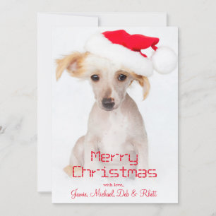Cartes Pour Fêtes Annuelles Un chien crêté chinois chauve