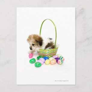 Cartes Pour Fêtes Annuelles Un chiot mélangé de race se reposant dans un