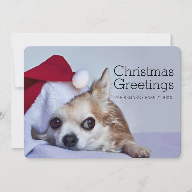 Cartes Pour Fêtes Annuelles Un long chiwawa de cheveux de 6 ans (Devant)