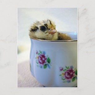 Cartes Pour Fêtes Annuelles Une poule dans une tasse de thé