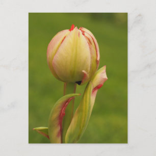 Cartes Pour Fêtes Annuelles Une tulipe bourgeonnante