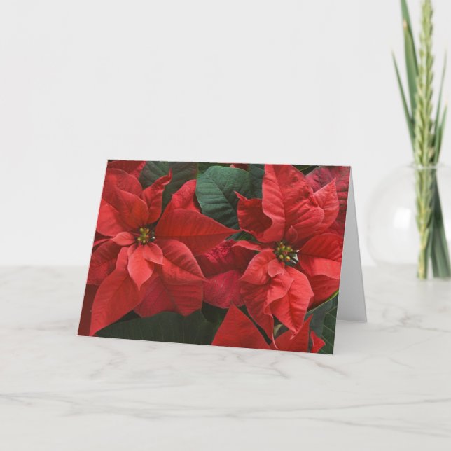 Cartes Pour Fêtes Annuelles USA, WA, Red Poinsettia Detail (Euphorbia) (Devant)