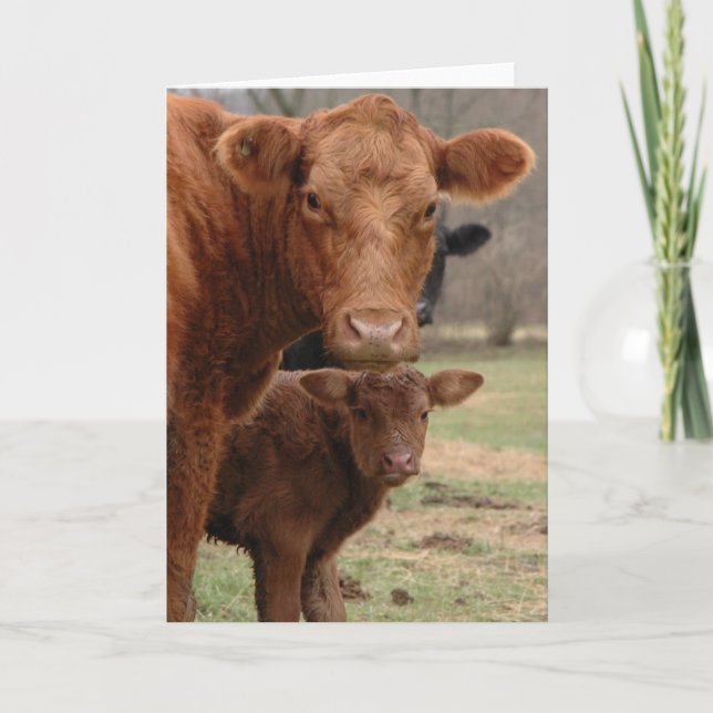 Cartes Pour Fêtes Annuelles vache maman et vache bébé (Devant)