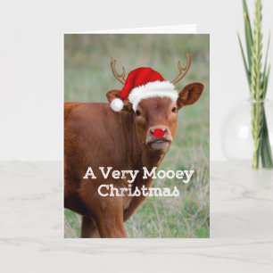 Cartes Pour Fêtes Annuelles Vache Mooey Noël