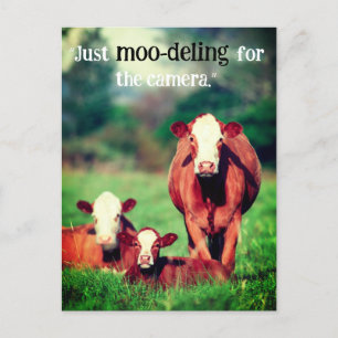 Cartes Pour Fêtes Annuelles Vaches en pâturage