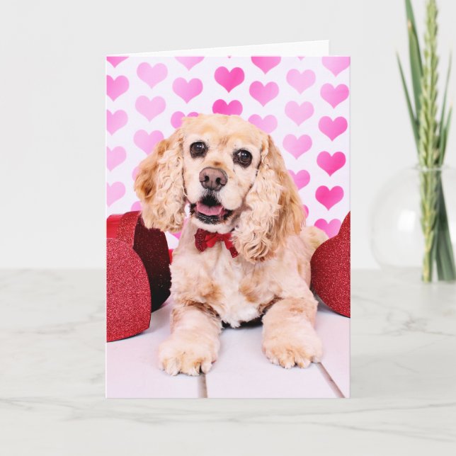 Cartes Pour Fêtes Annuelles Valentines - cocker - duc (Devant)