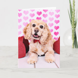Cartes Pour Fêtes Annuelles Valentines - cocker - duc
