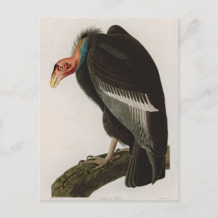 Cartes Pour Fêtes Annuelles Vautour de Californie Oiseaux d'Amérique Audubon I