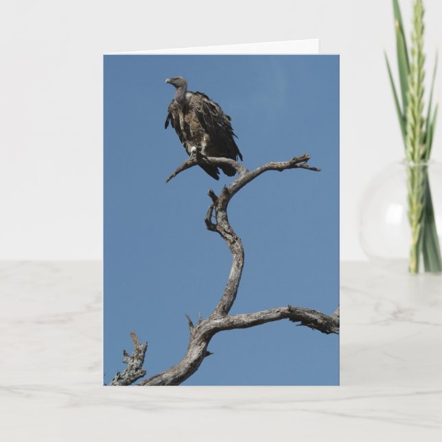 Cartes Pour Fêtes Annuelles Vautour de Noël (Devant)