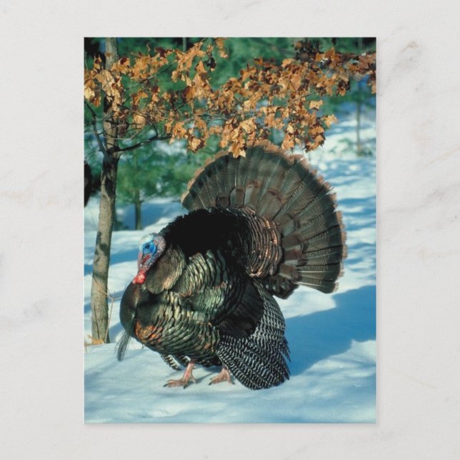 Cartes Pour Fêtes Annuelles Véritable Turquie Forêt neigeuse Noël Noël Fêtes (Devant)