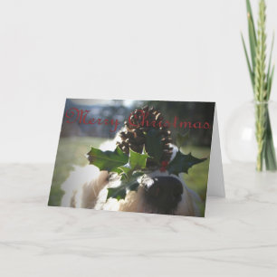 Cartes Pour Fêtes Annuelles Vieux Noël de Sheepdog