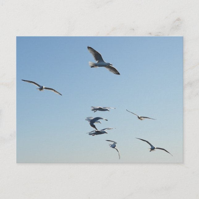 Cartes Pour Fêtes Annuelles Volage de mouettes (Devant)