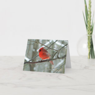 Cartes Pour Fêtes Annuelles Vue Cardinale Rouge (Homme)