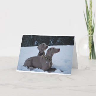 Cartes Pour Fêtes Annuelles Weimeraner dans la neige