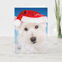 Westie avec chapeau et barbe de Père Noël