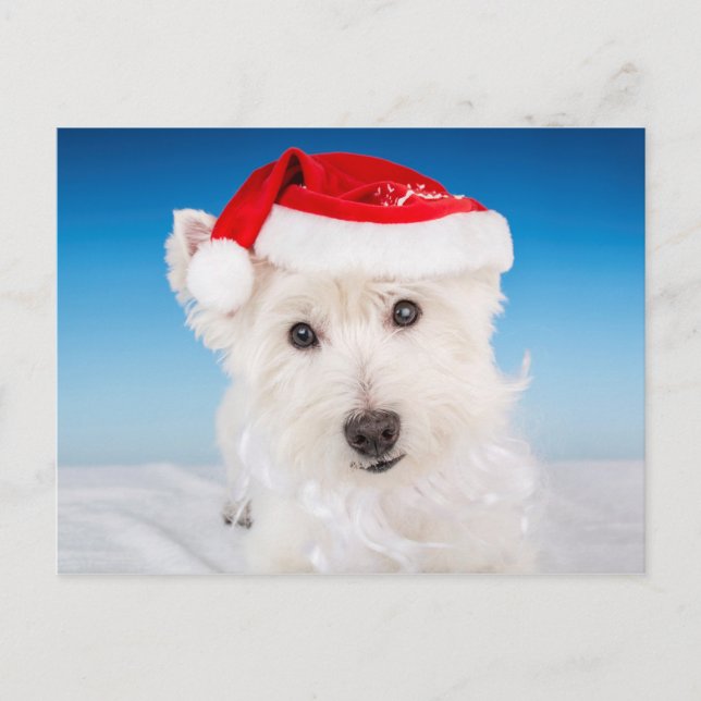 Cartes Pour Fêtes Annuelles Westie avec chapeau et barbe de Père Noël (Devant)