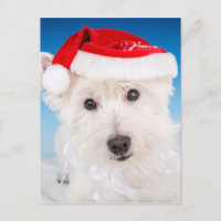 Westie avec chapeau et barbe de Père Noël