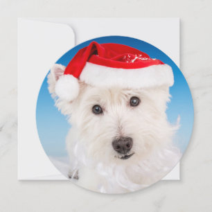 Cartes Pour Fêtes Annuelles Westie avec le chapeau et la barbe du Père Noël