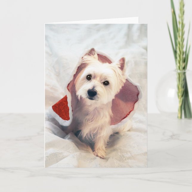 Cartes Pour Fêtes Annuelles Westie Claus (Devant)