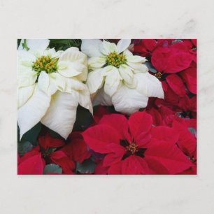 Cartes Pour Fêtes Annuelles White and Red Poinsettias