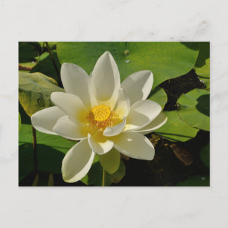 Cartes Pour Fêtes Annuelles White Lotus flowers in a pond