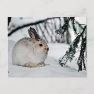 Cartes Pour Fêtes Annuelles Winter Snow Nature Scene - Snowshoe Hare