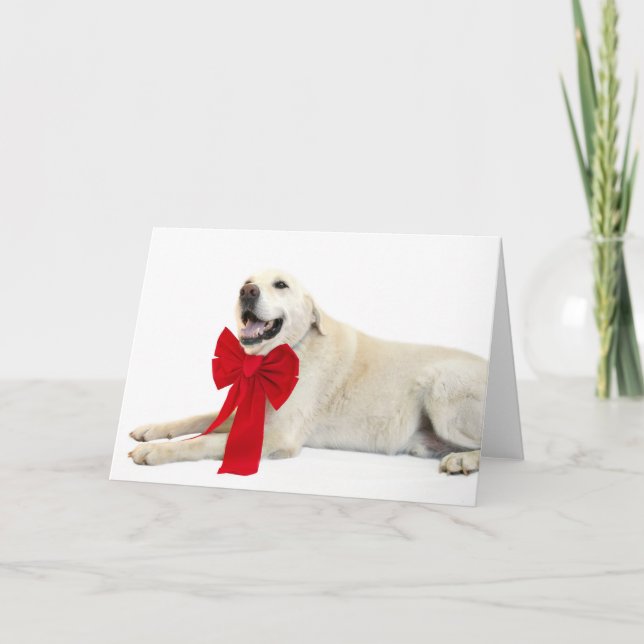 Cartes Pour Fêtes Annuelles Yellow lab Christmas (Devant)