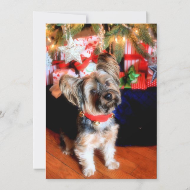 Cartes Pour Fêtes Annuelles Yorkshire Terrier en col-cloche avec Noël (Devant)