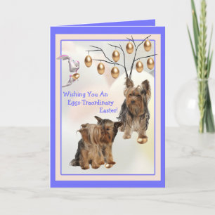 Cartes Pour Fêtes Annuelles Yorkshire Terrier Oeufs - Voeux Pâques Traordinair